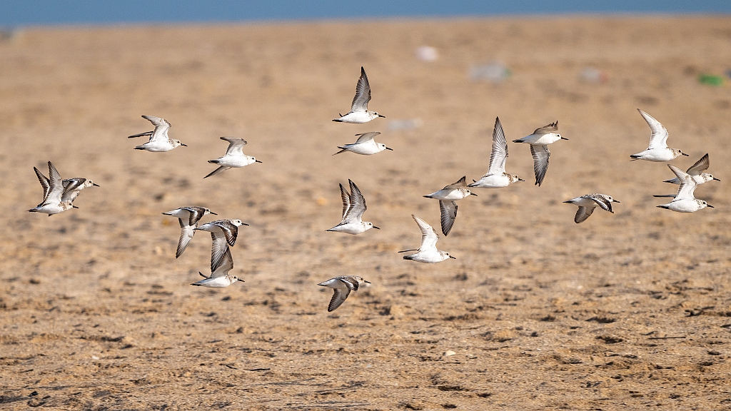 Sanderling